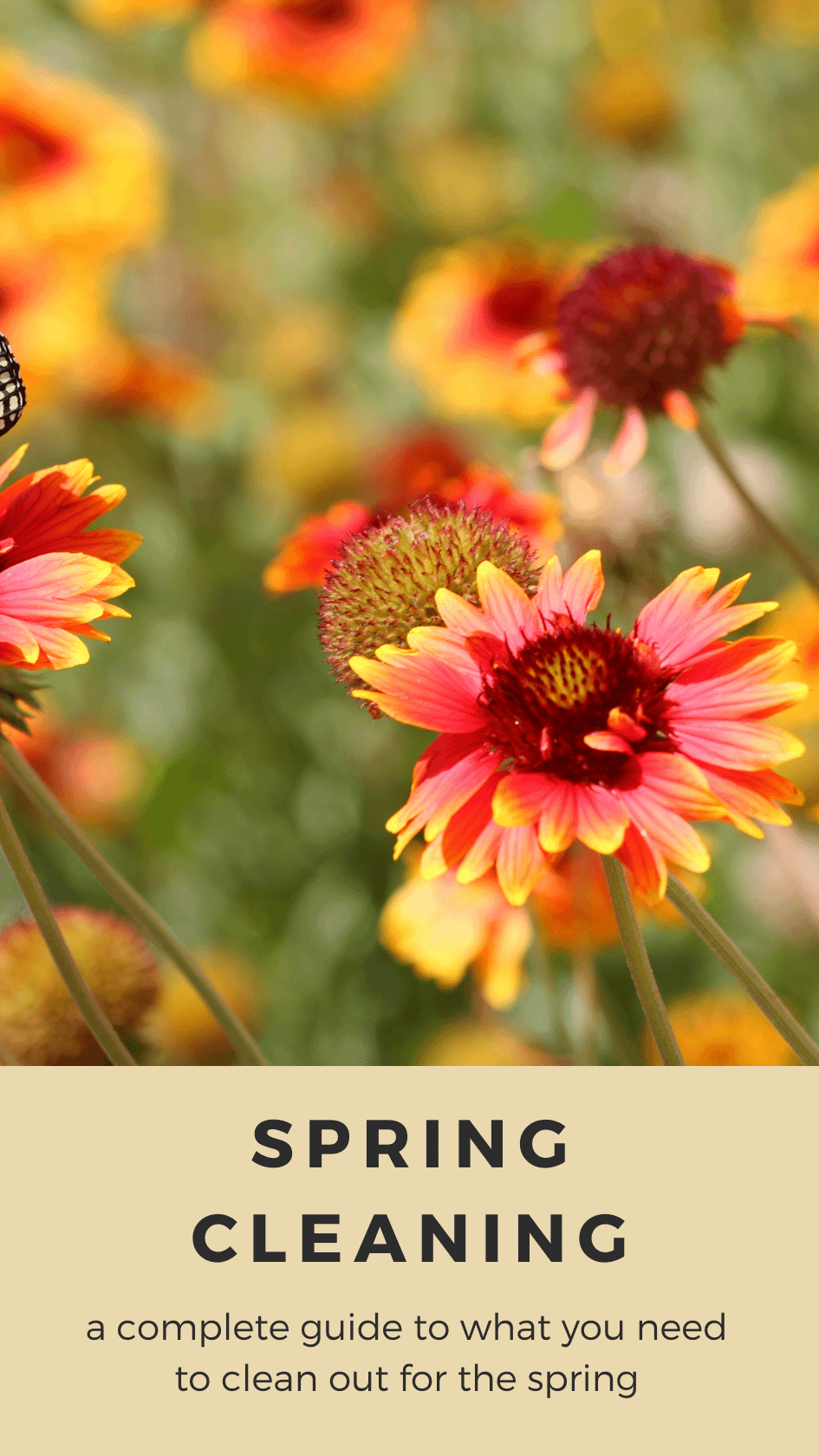 a close up of flowers